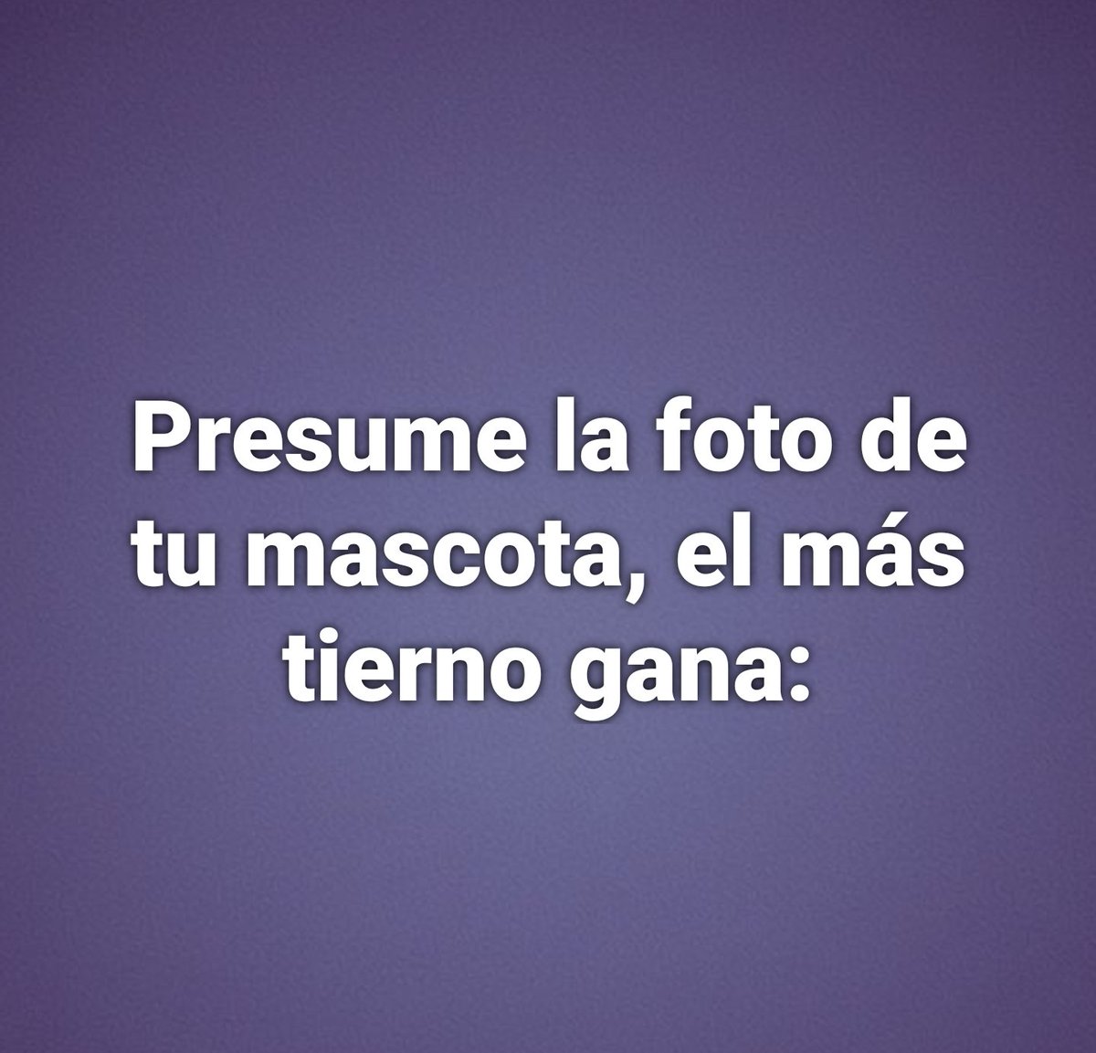 𝗩𝗲𝗻𝗱𝗲𝘁𝘁𝗮 tweet media