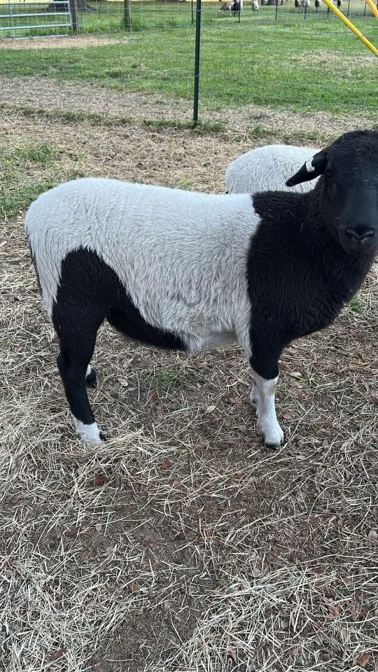 Sassafrass84 tweet media