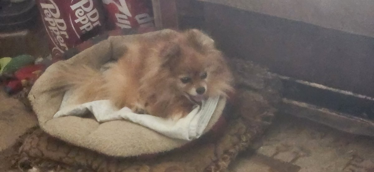 Rip Precious Wll miss you
2010-2026/3/24