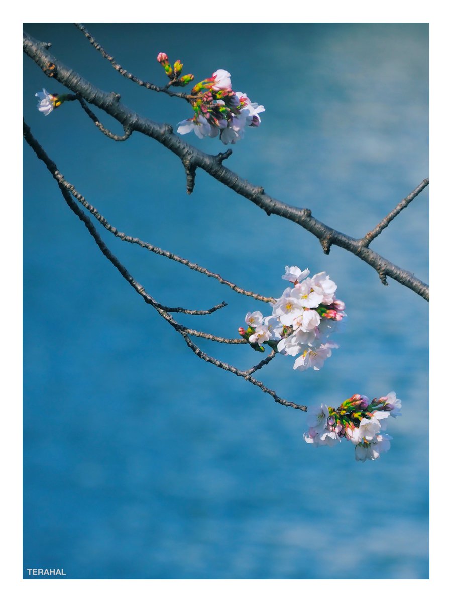 TERAHAL🐱 tweet media