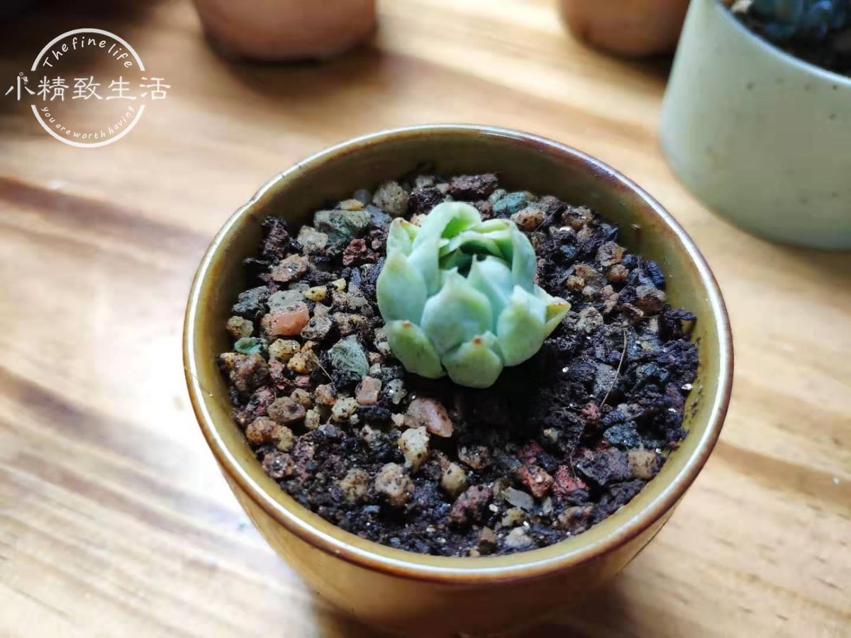 Rootsrider2280 tweet media