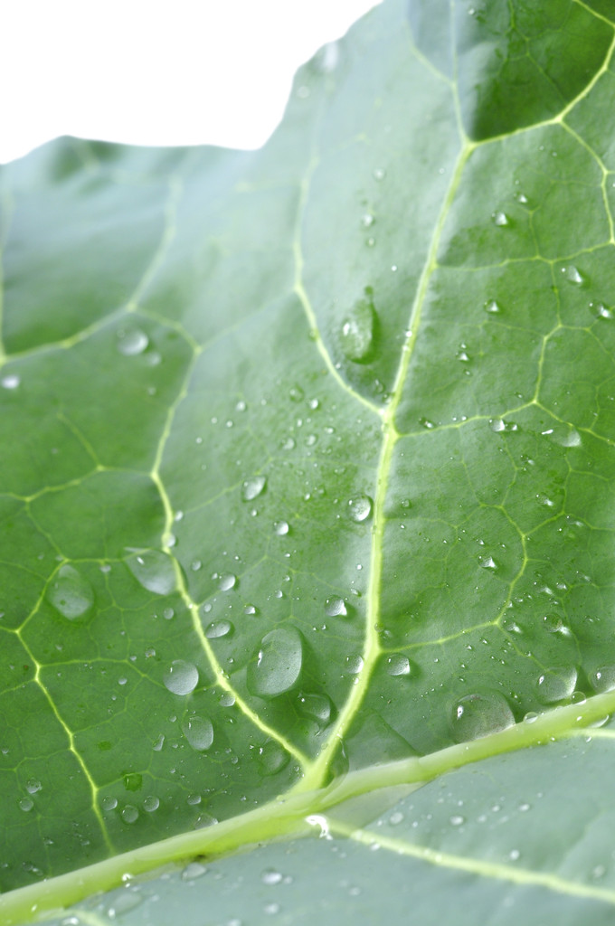 florence legal tweet media