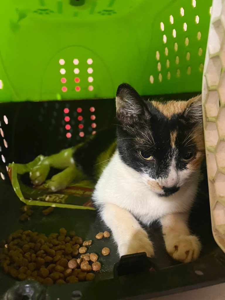 Salvando Hocicos Paraguay tweet media