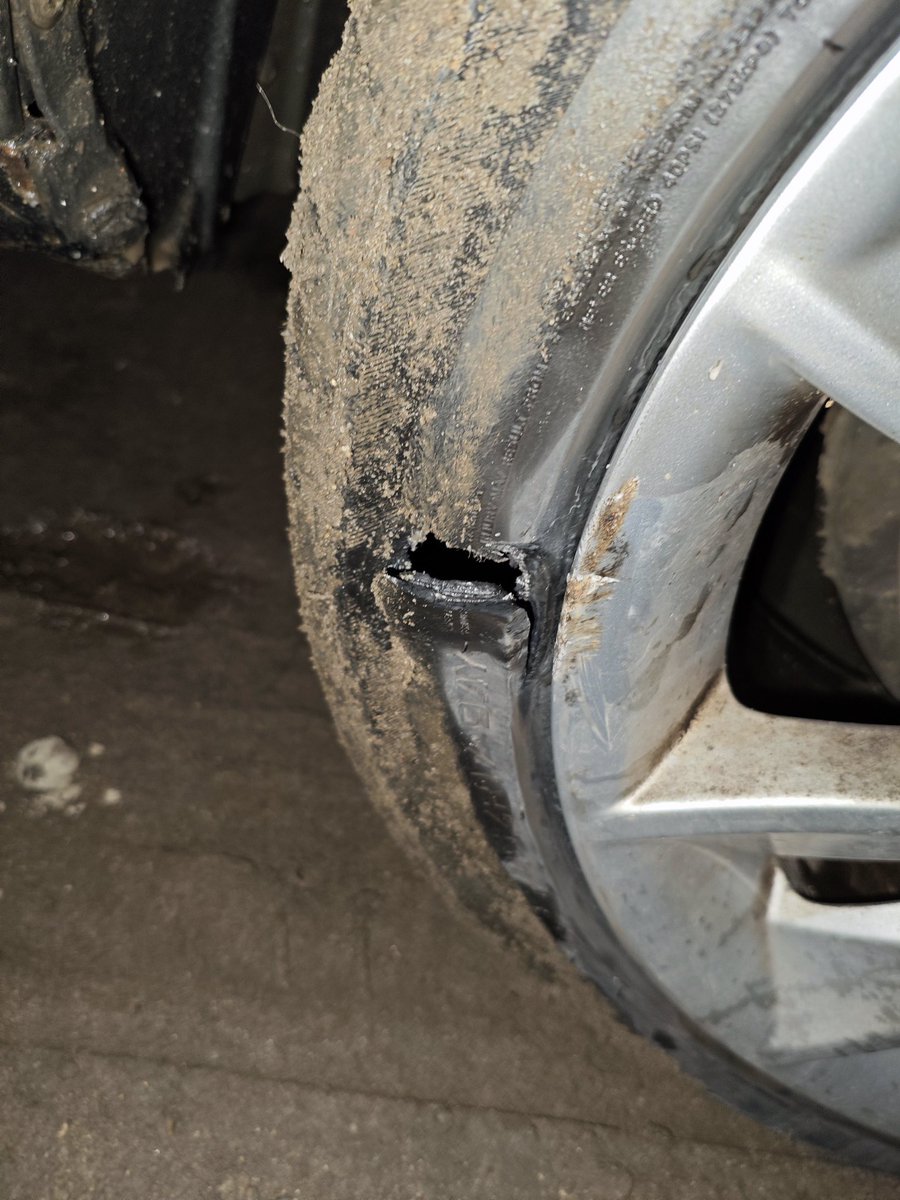 Vulpes ferrilata tweet media