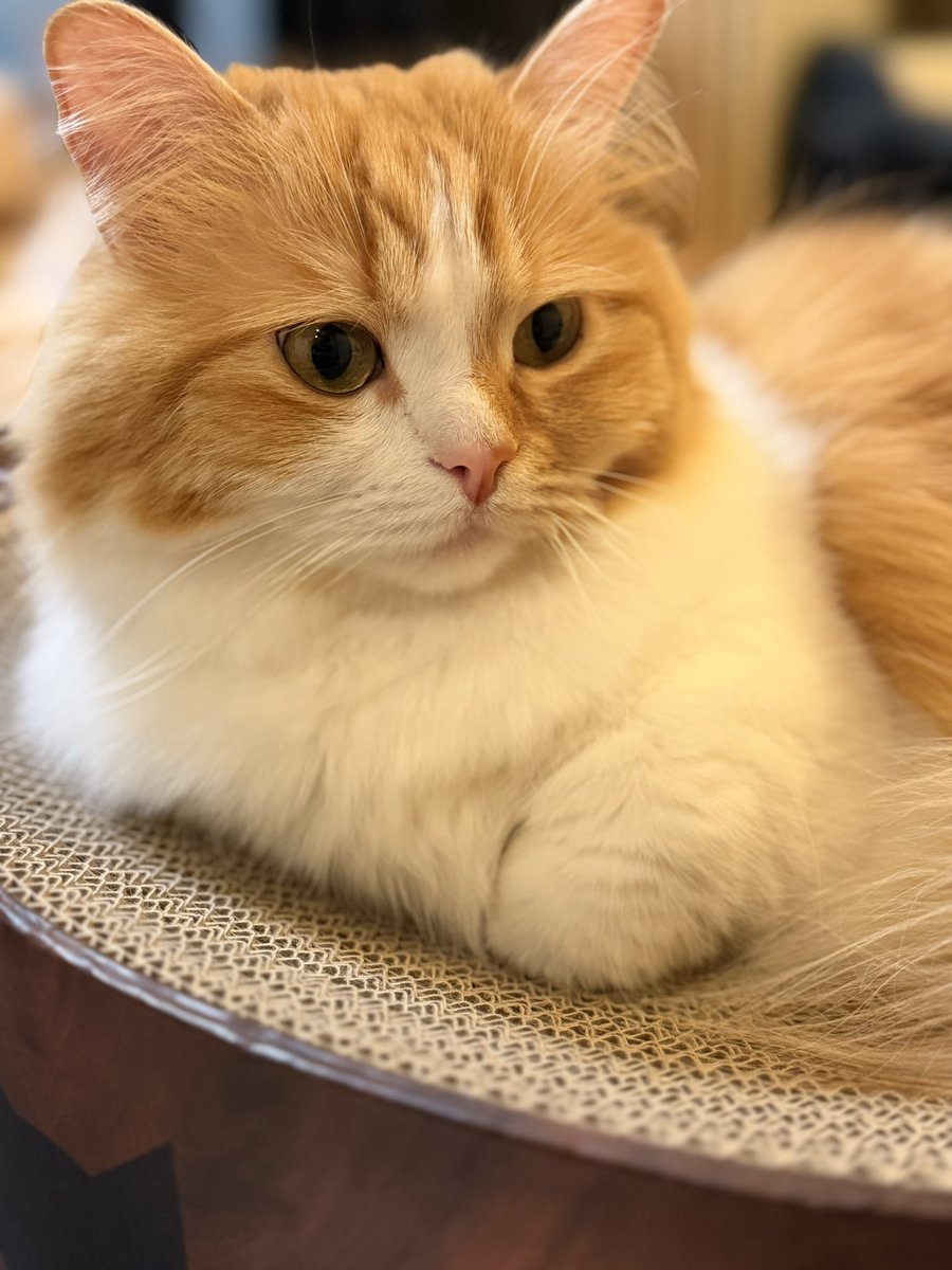 猫のこばん tweet media