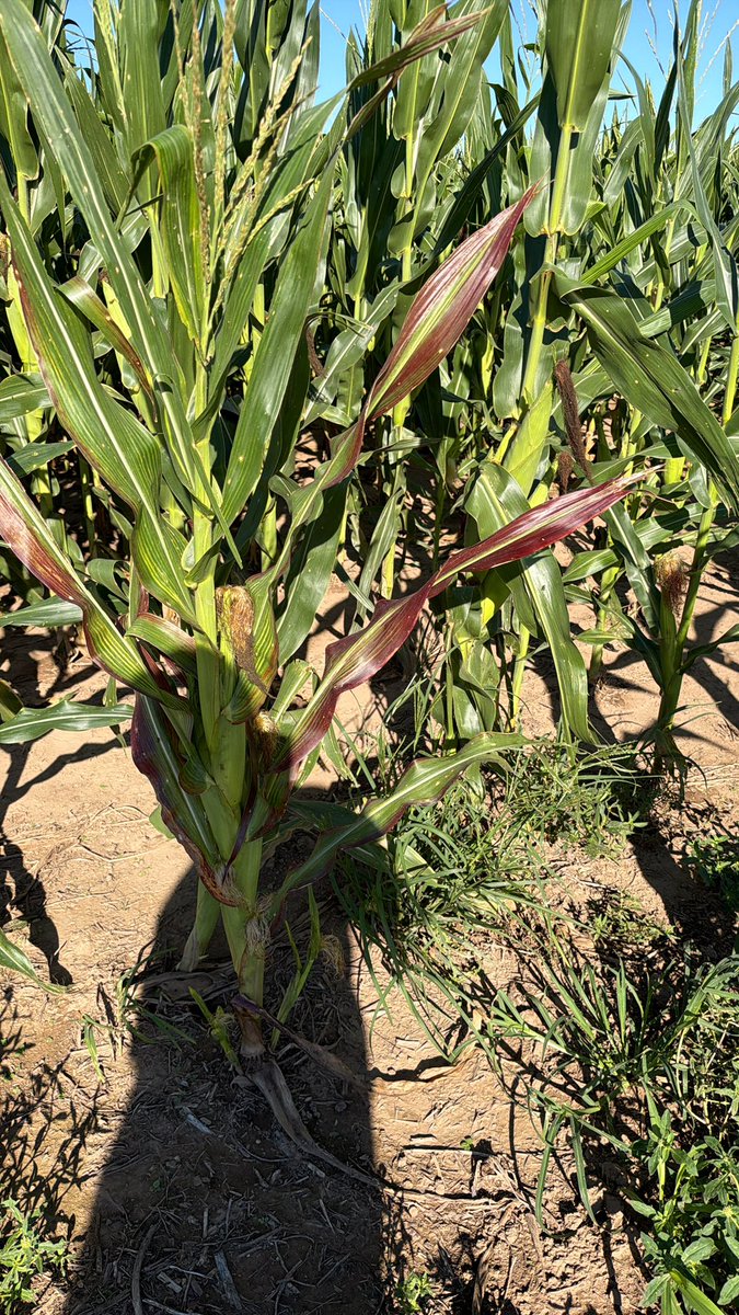 Guillermo A Sarmiento tweet media