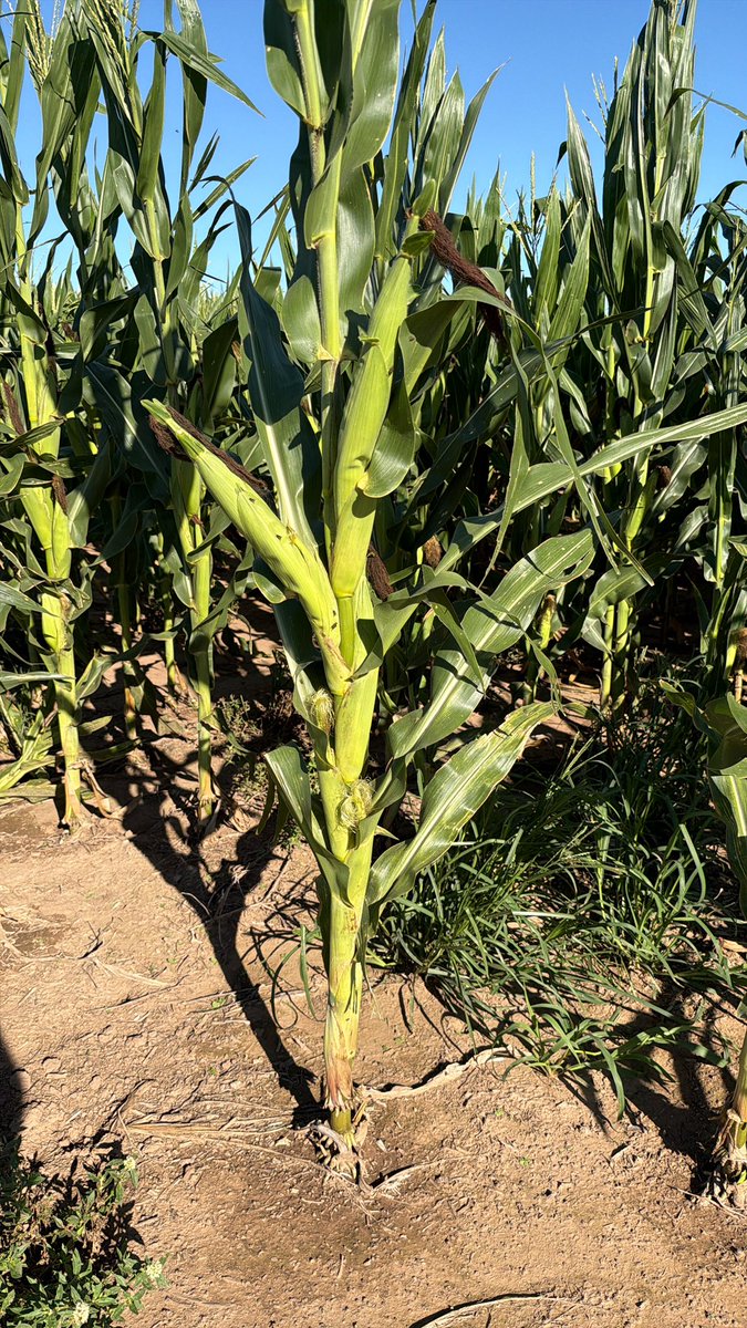 Guillermo A Sarmiento tweet media