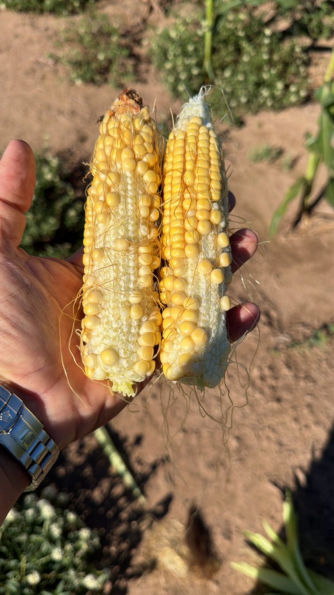 Guillermo A Sarmiento tweet media