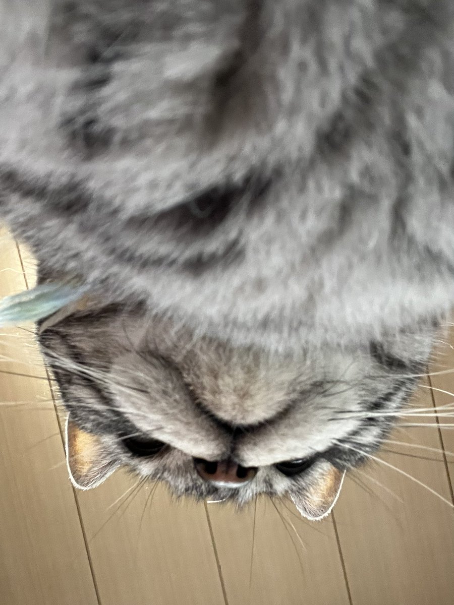 新人広報のよな|ライバー事務所 tweet media