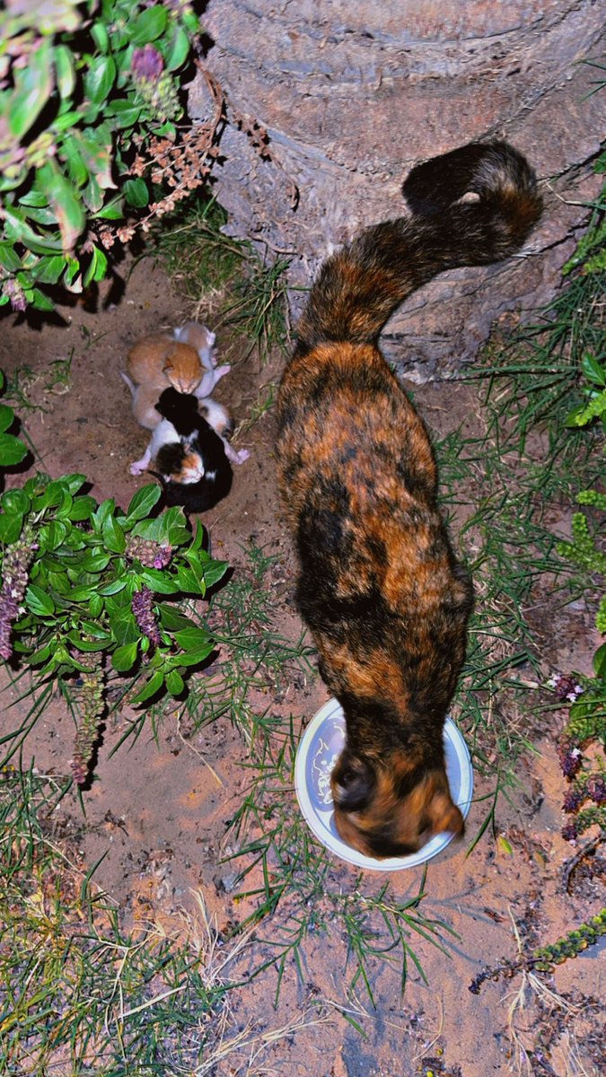 Monored˚✧₊⁎⁺˳✧༚˚⁎⁺˳ tweet media