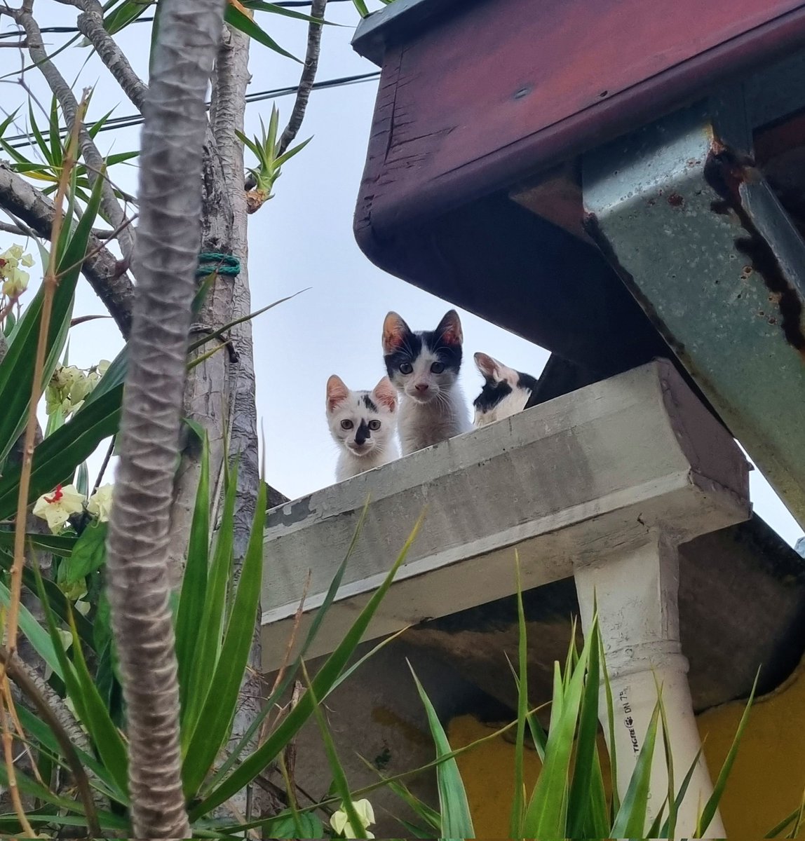 Patas Unidas SJC tweet media