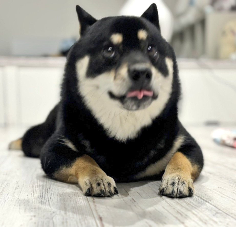 黒柴あおい🐾 tweet media