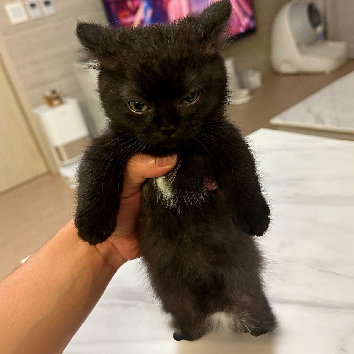 Punch Cat tweet media