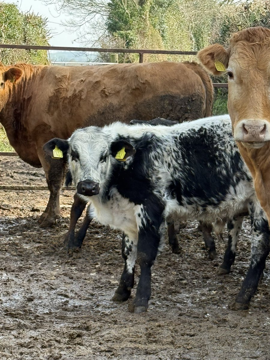 revpbenson's tweet photo. Meeting a few of the new arrivals to the parish on my rounds… they weren’t very receptive! https://t.co/Jyt9A9VDKK
