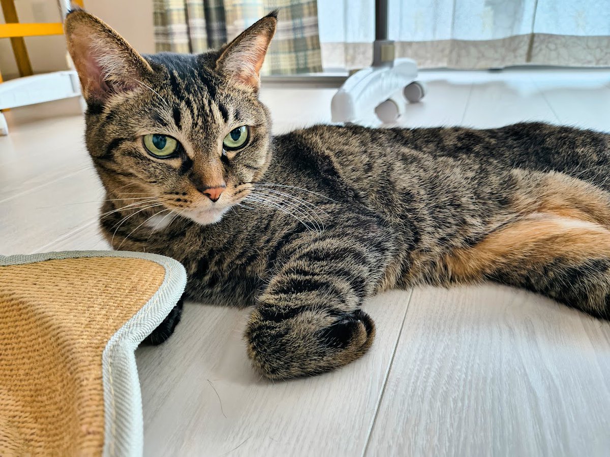 夜更かしの猫好き🐾🐾 tweet media