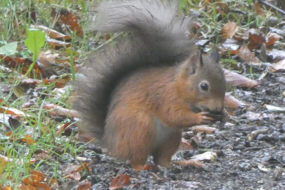 Barbara Nairn~💛💙☮🌱🐦🏴󠁧󠁢󠁳󠁣󠁴󠁿🇬🇱🇵🇸 tweet media