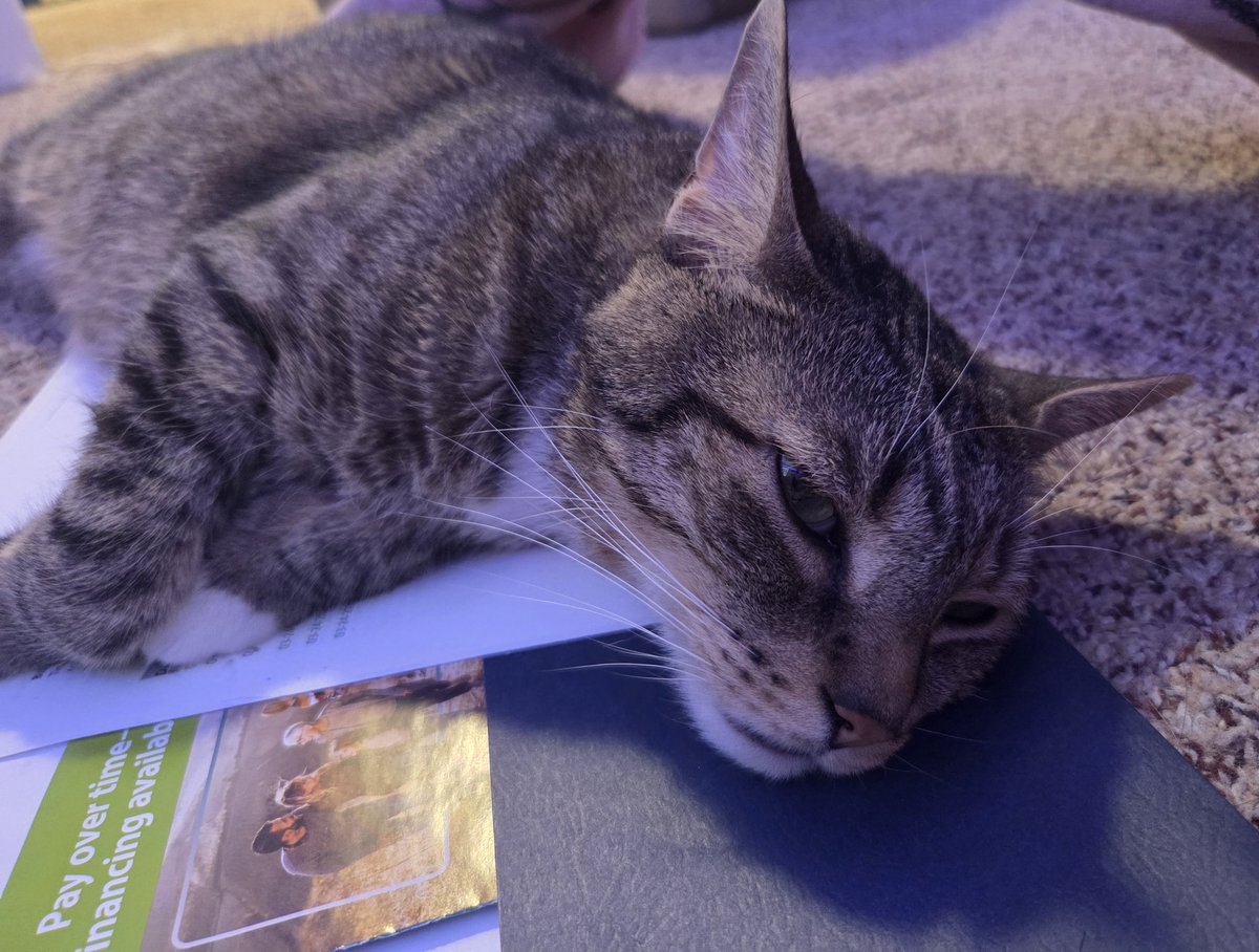 ᅠᅠᅠ𑄝 𝑩𝑳𝑨𝑰𝑹𝑬 tweet media