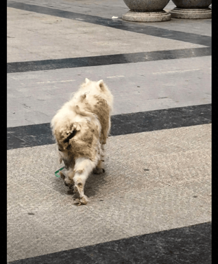 Dobrina Kasarova tweet media