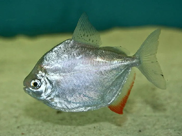 James Kelly tweet media