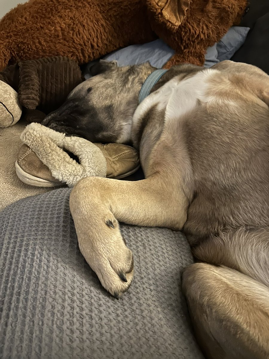 Country Dervish tweet media