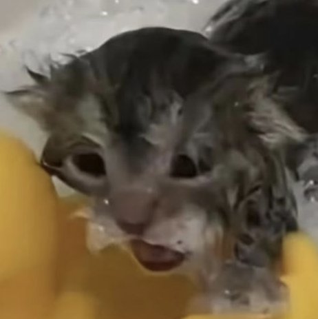 Water Sprite tweet media