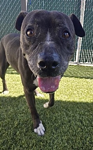 LUV BUG 🐞needs a hero! This beautiful Pitty is at the Downey ACC shelter in California. Can you adopt this sweet girl? Please reach out if you can help. #AdoptDontShop

🖤Gentle / dainty play style 
🖤Social with other dogs
🖤Easy to leash and handle
🖤Medium energy level