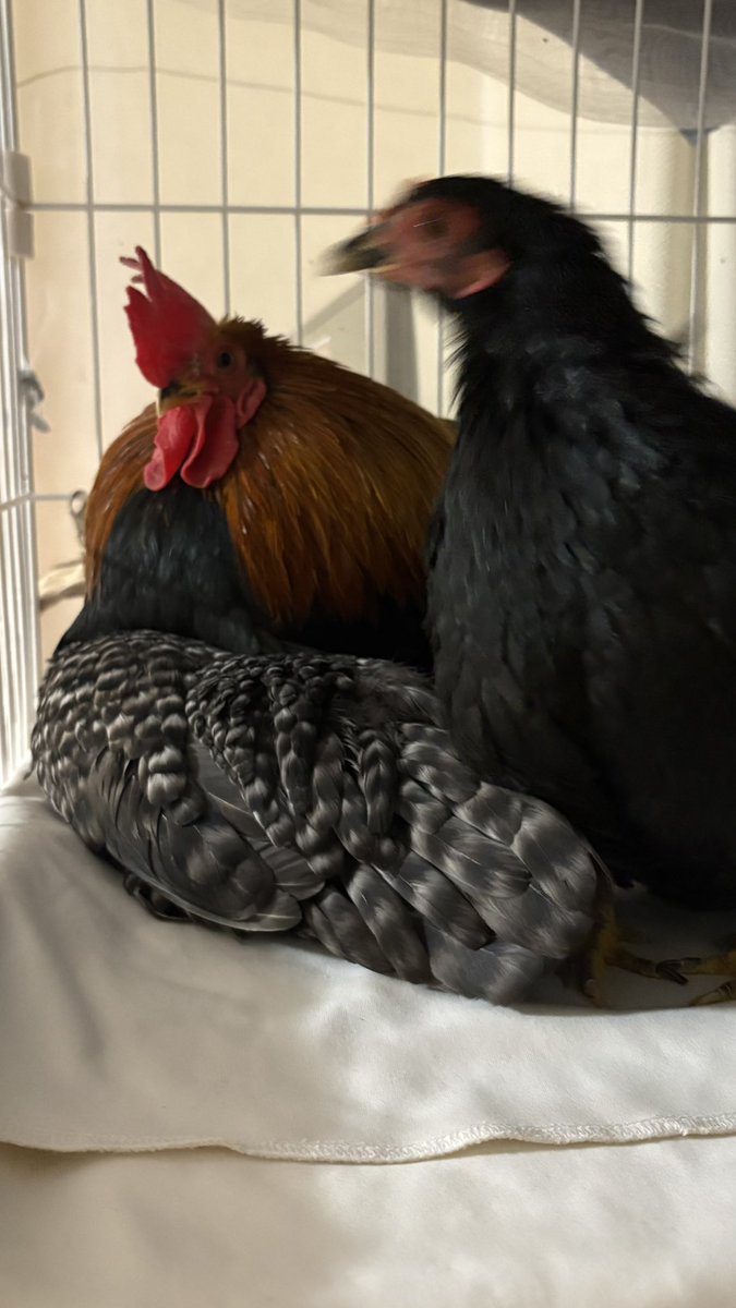 ちゃみ tweet media