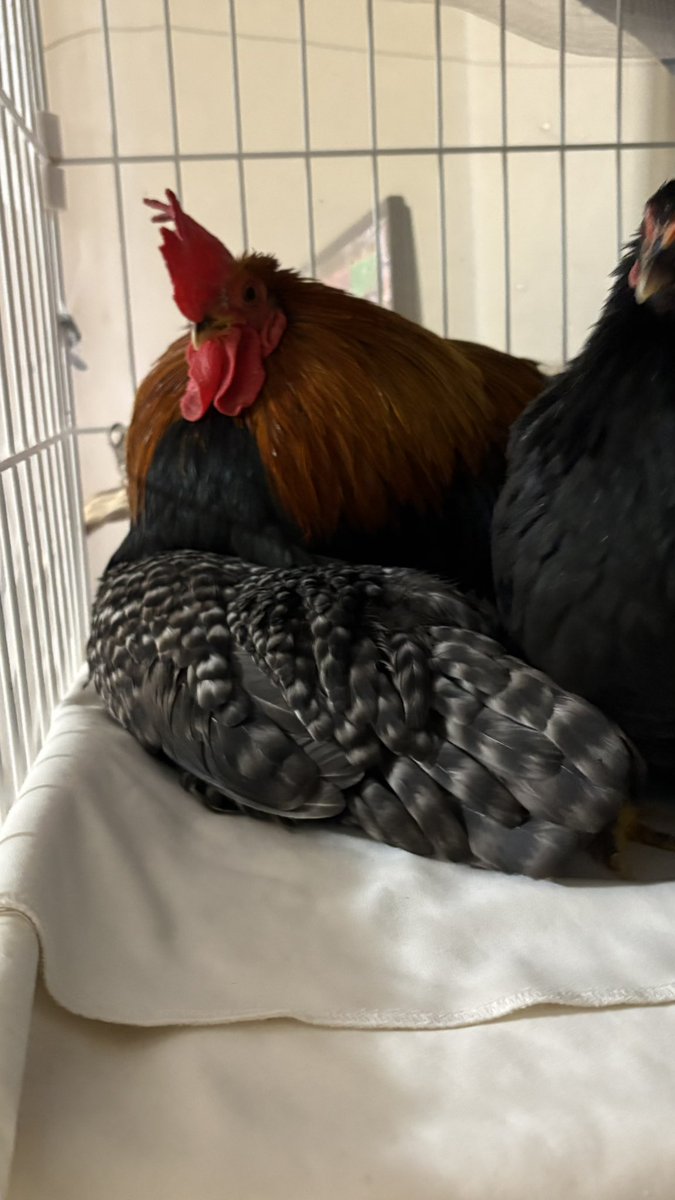 ちゃみ tweet media