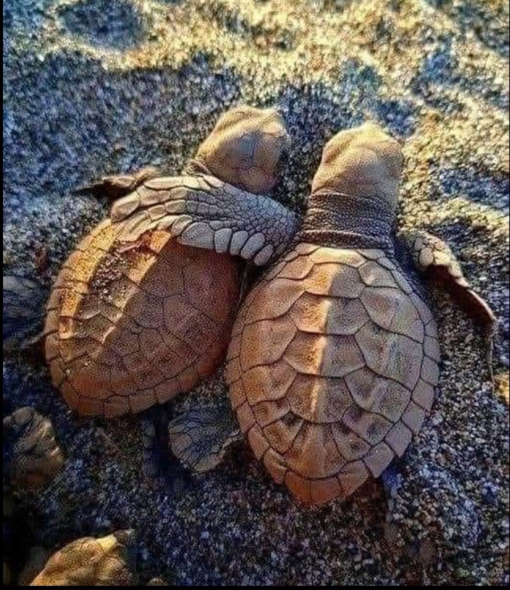 🇺🇲🐾📷🚀claudia🐢🐬🐳🐸 tweet media