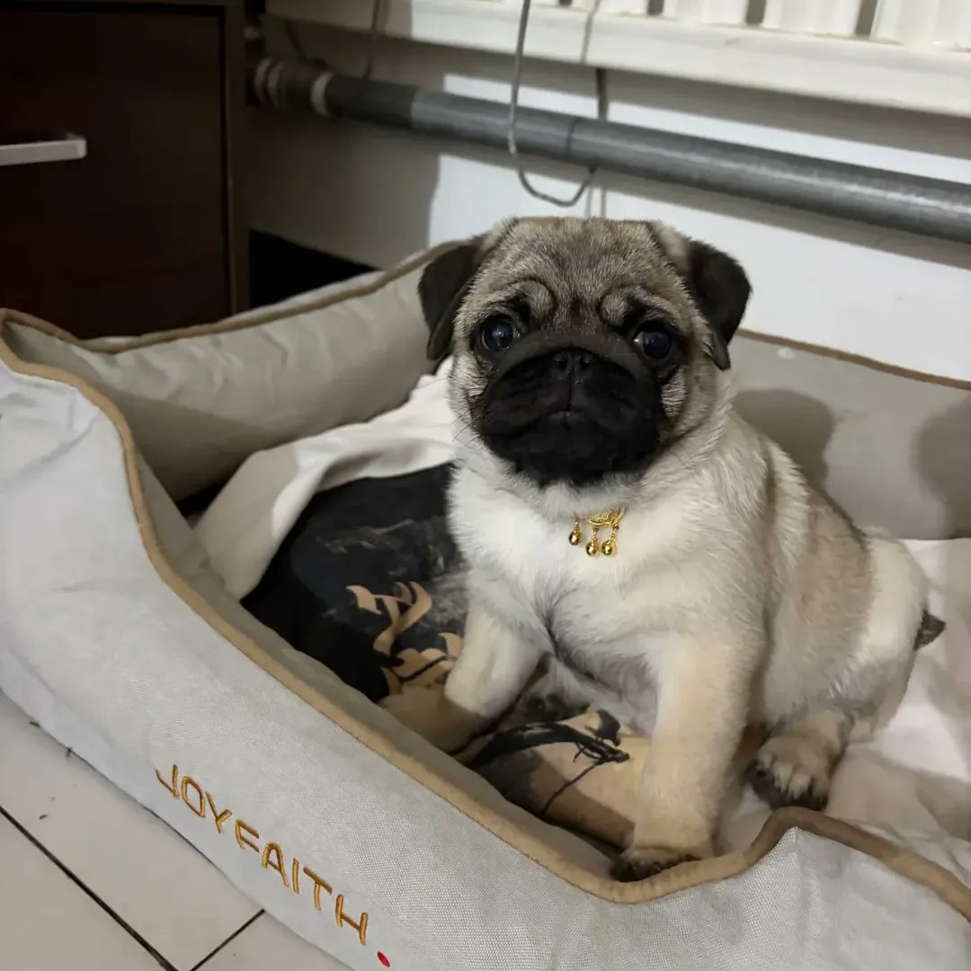 marymsmithson56's tweet image. Best photography 🥰🥰
#cute #pug #puglife