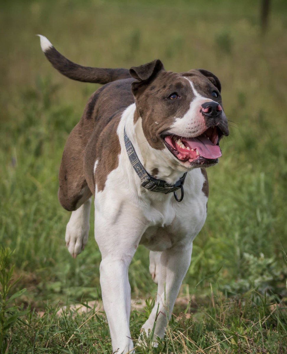 Jaden Pappenheim tweet media