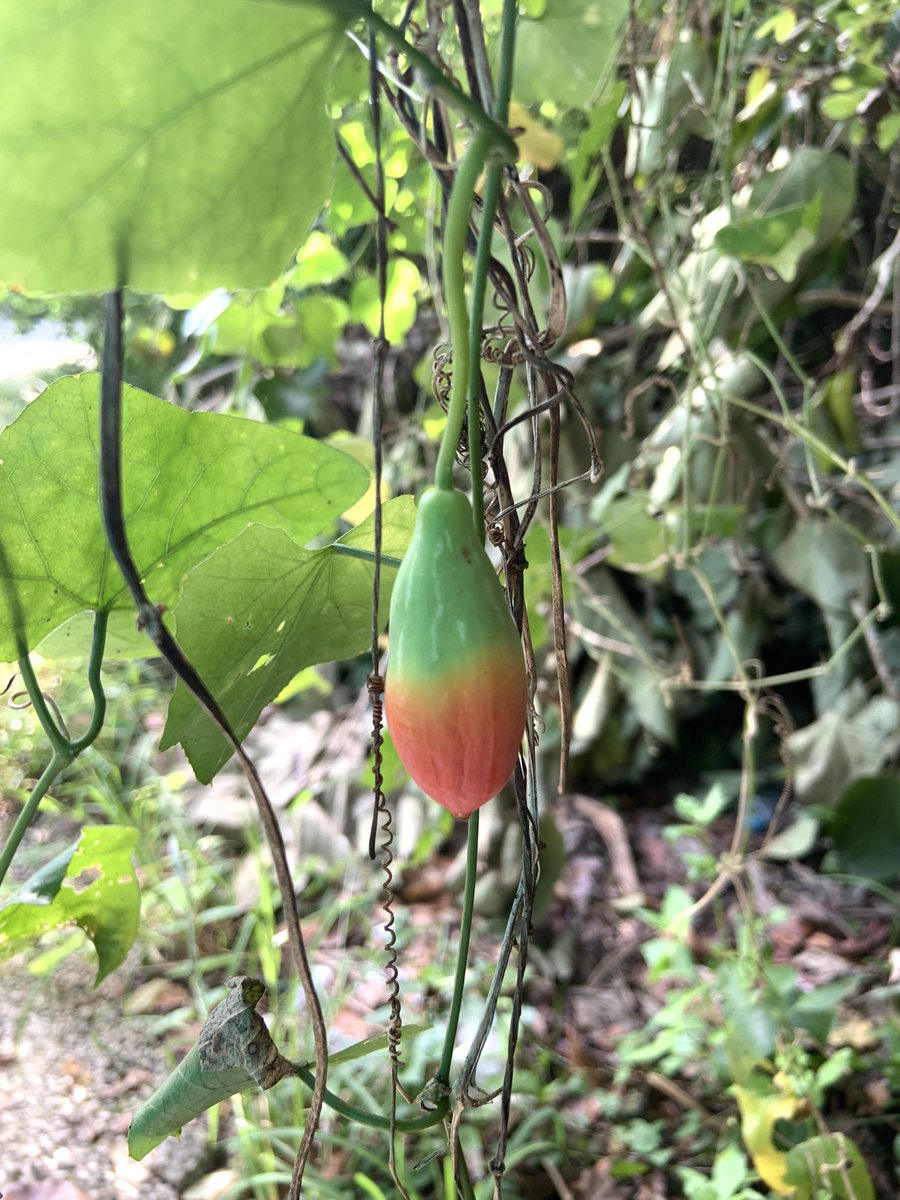 heyybobs tweet media