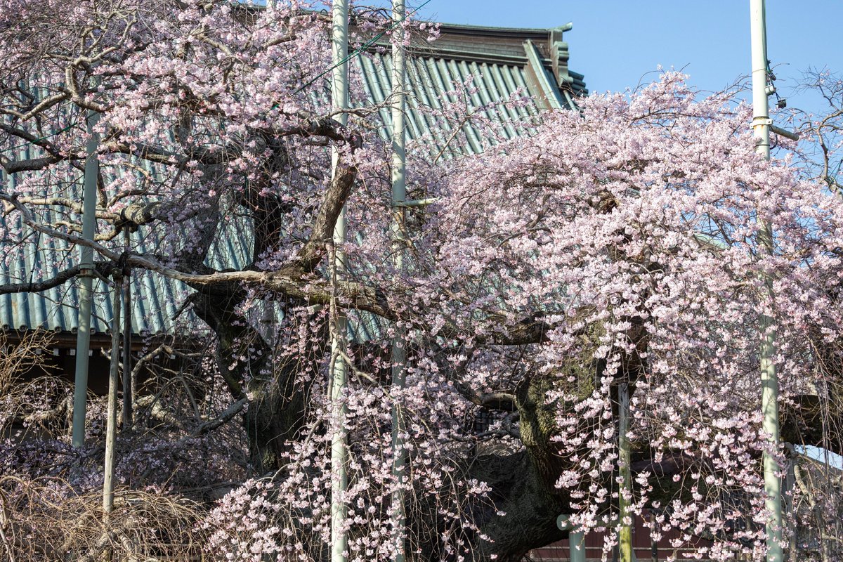 dorayaki tweet media