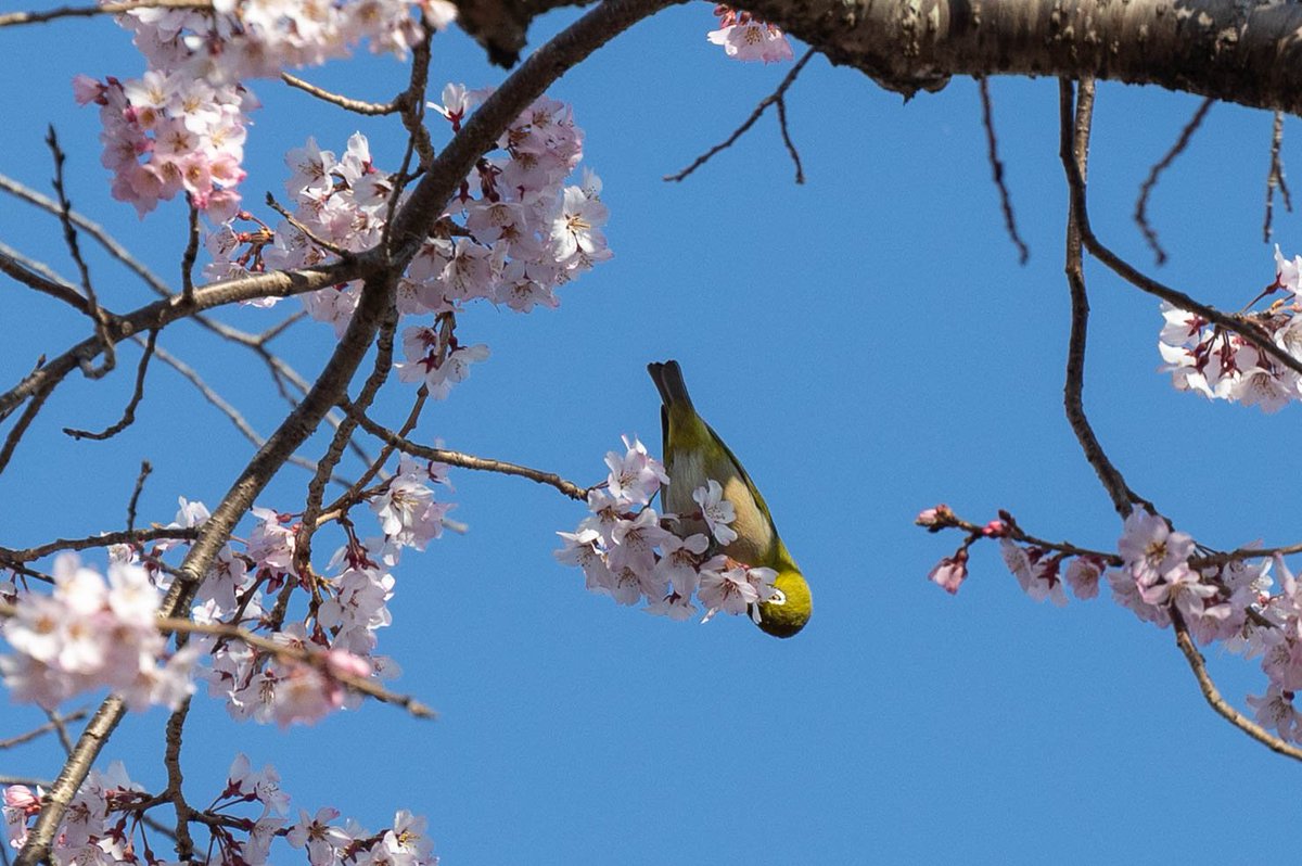 dorayaki tweet media