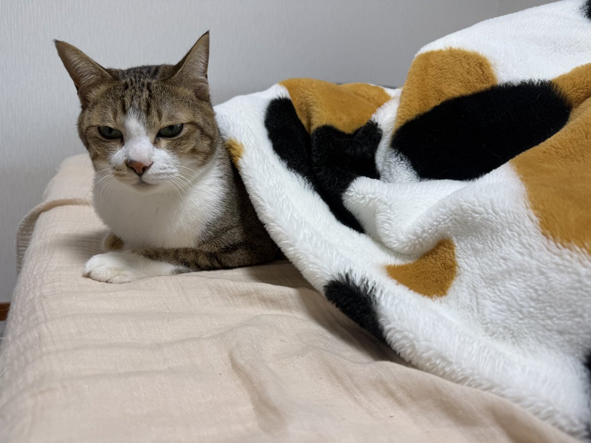 tentochacha's tweet photo. 猫の柄といえば、気づけば三毛猫に全部持っていかれる。

でもキジトラ柄は  
猫の祖先リビアヤマネコ由来の原点だよ！

#キジトラ #猫feel
#キジ白 https://t.co/WfHVzSTOCO