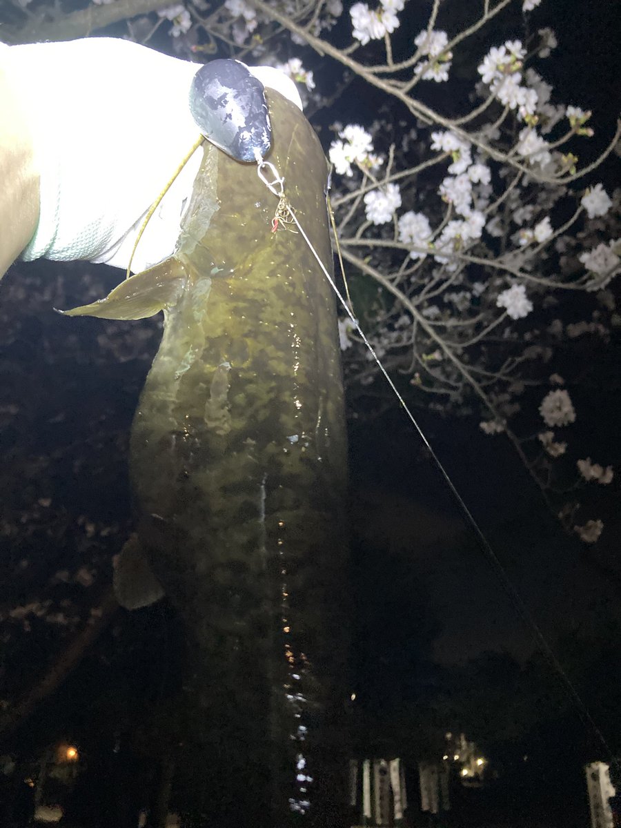 maayan_lab's tweet photo. しごおわ夜桜ナマズ2キャッチ！ https://t.co/EeoYZ0uQRO