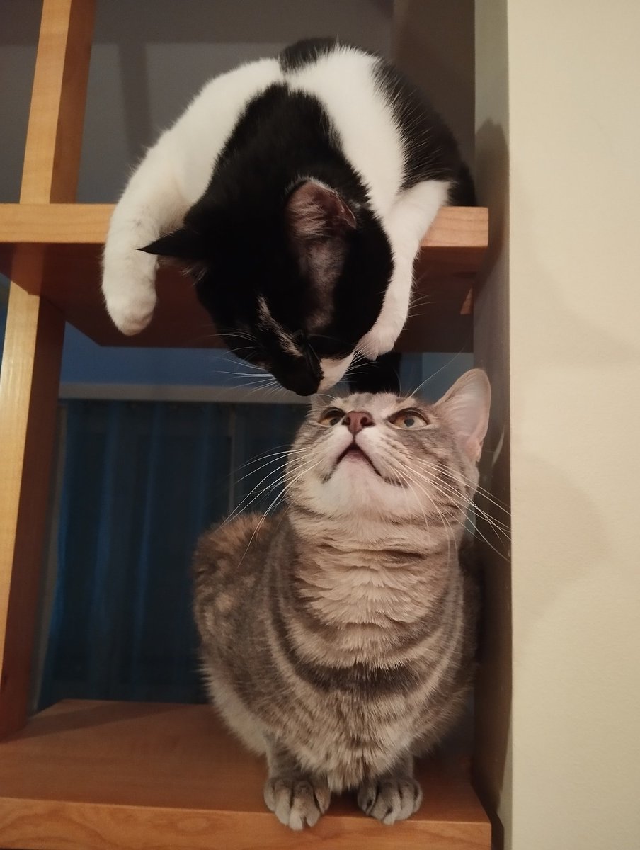 Compote 🐾 tweet media