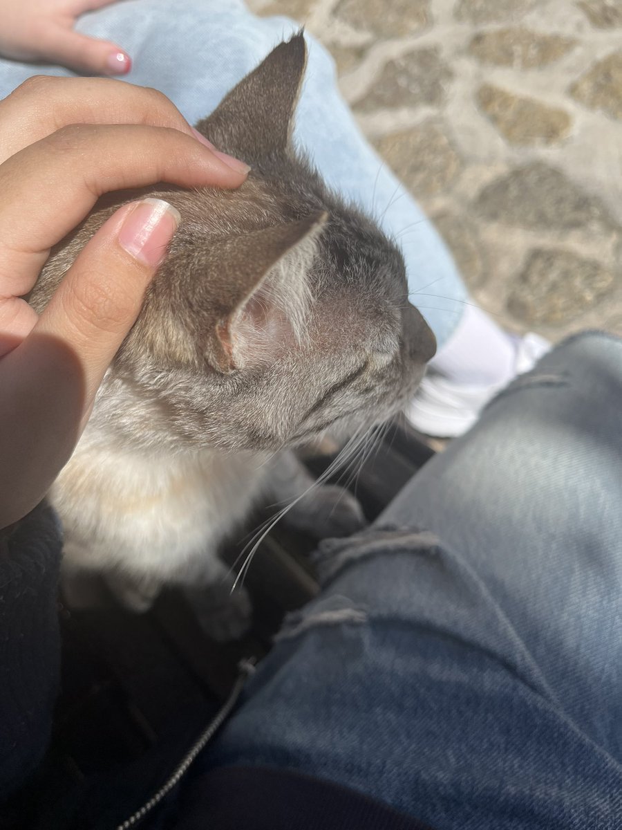 valx2007's tweet image. found a #kitty the other day