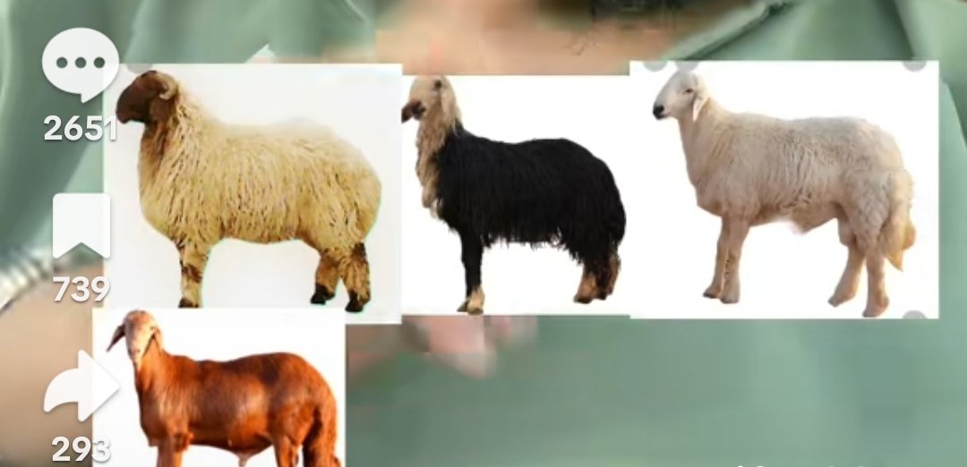 سنجار tweet media