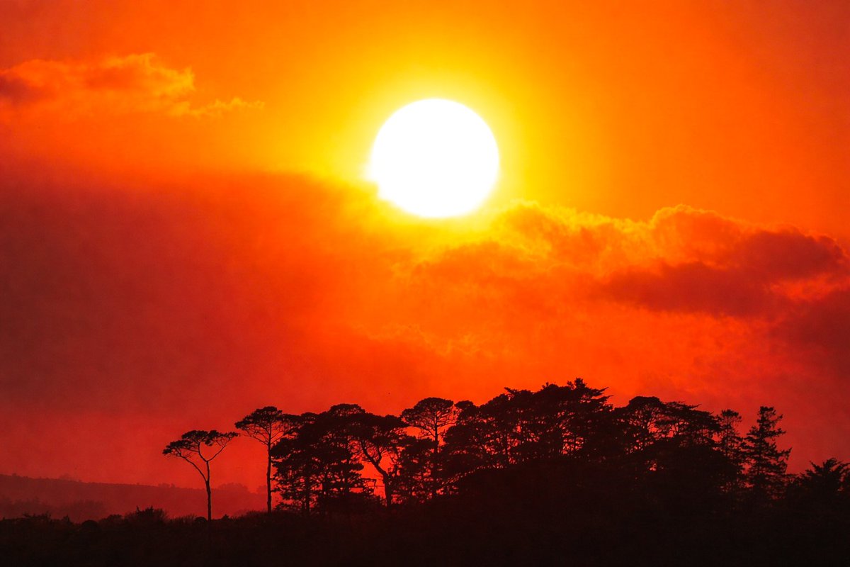 Patrick Kenealy tweet media