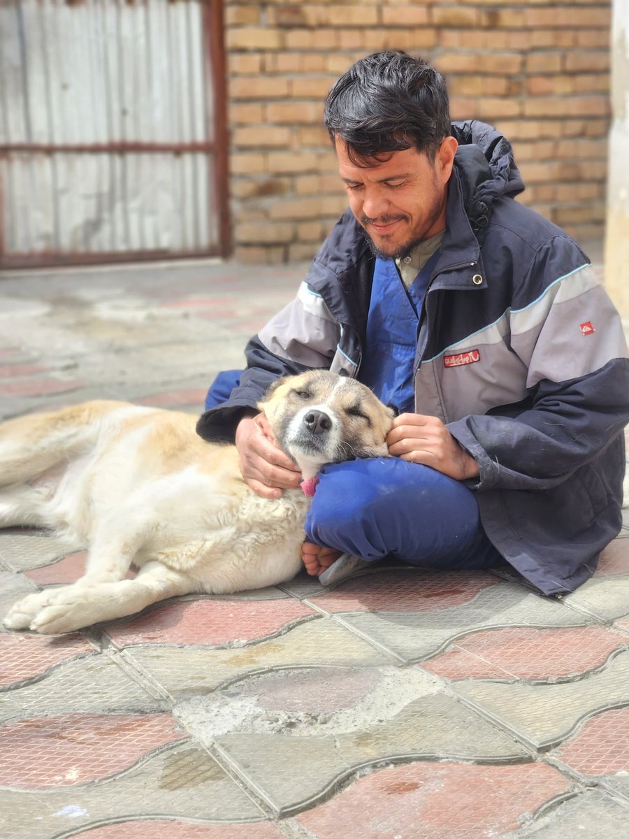 Kabul Small Animal Rescue tweet media