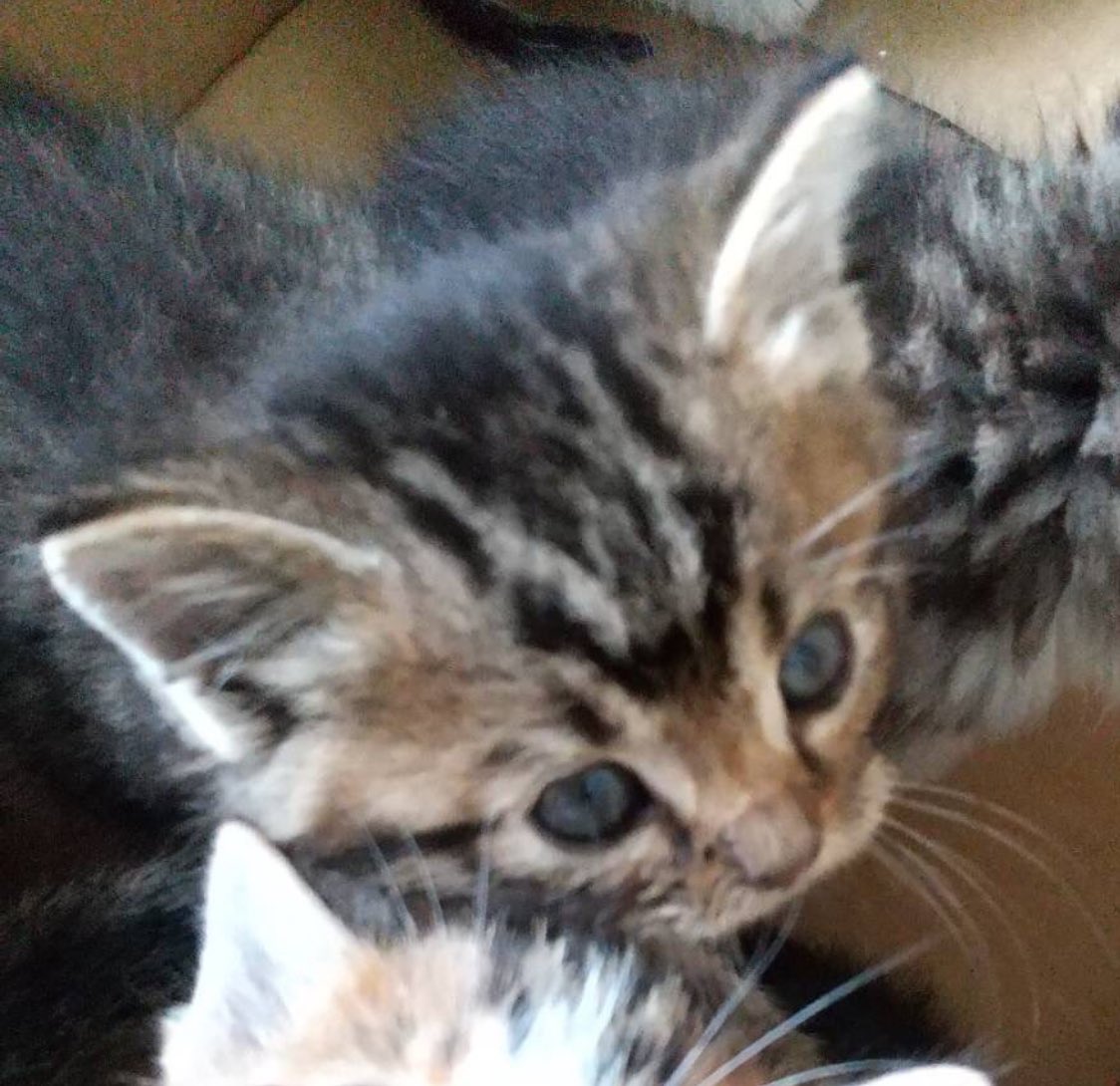 クスクス tweet media