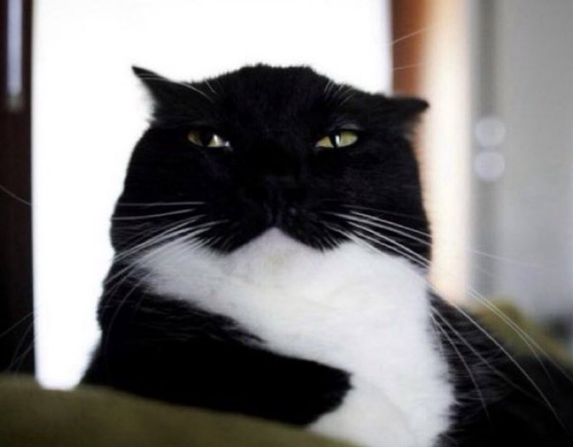 bela🦦★★ tweet media