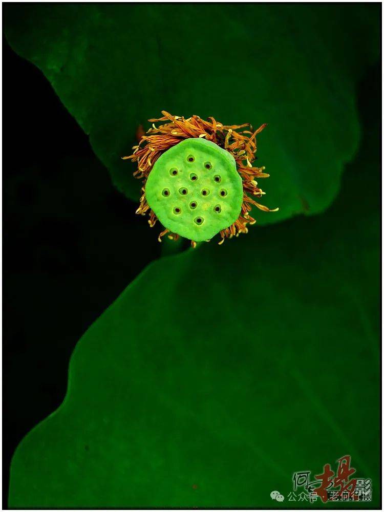 dhananjay.alamkhane tweet media