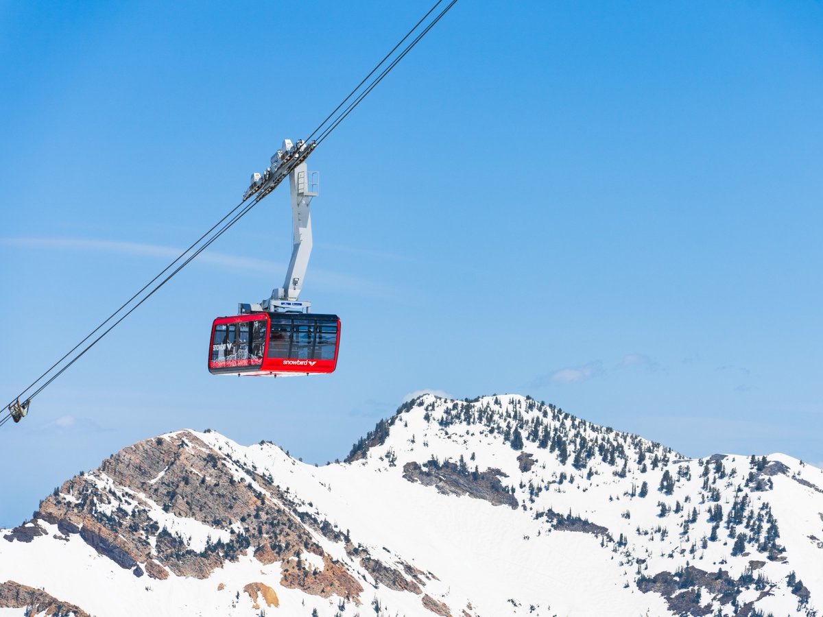 Snowbird tweet media