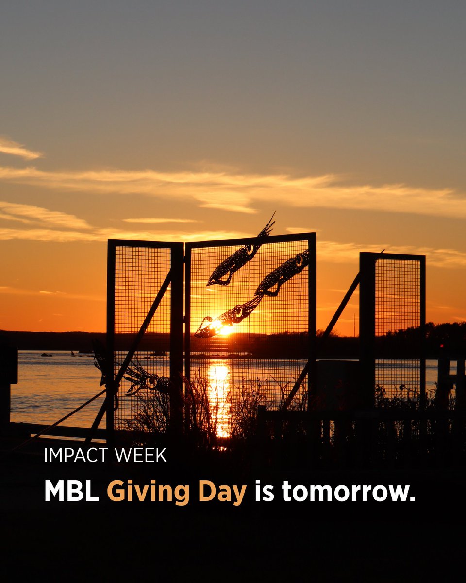 Marine Biological Laboratory (MBL) tweet media