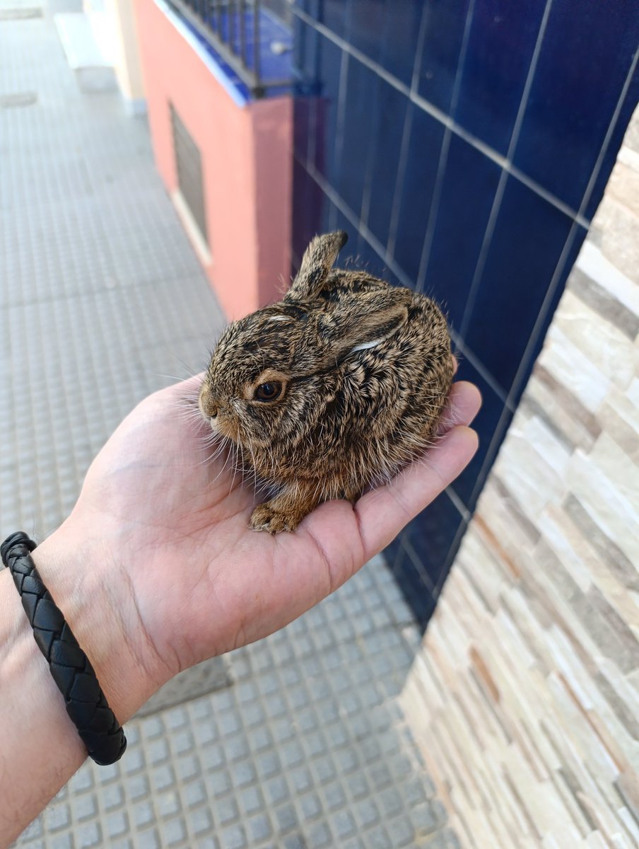 GualterMatao🔻🇵🇸 tweet media