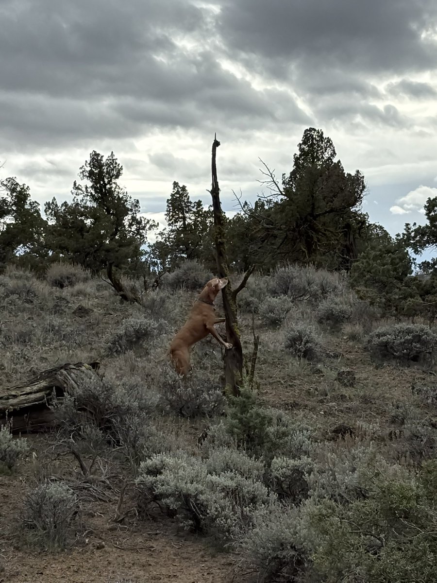 Lindsay Buroker tweet media