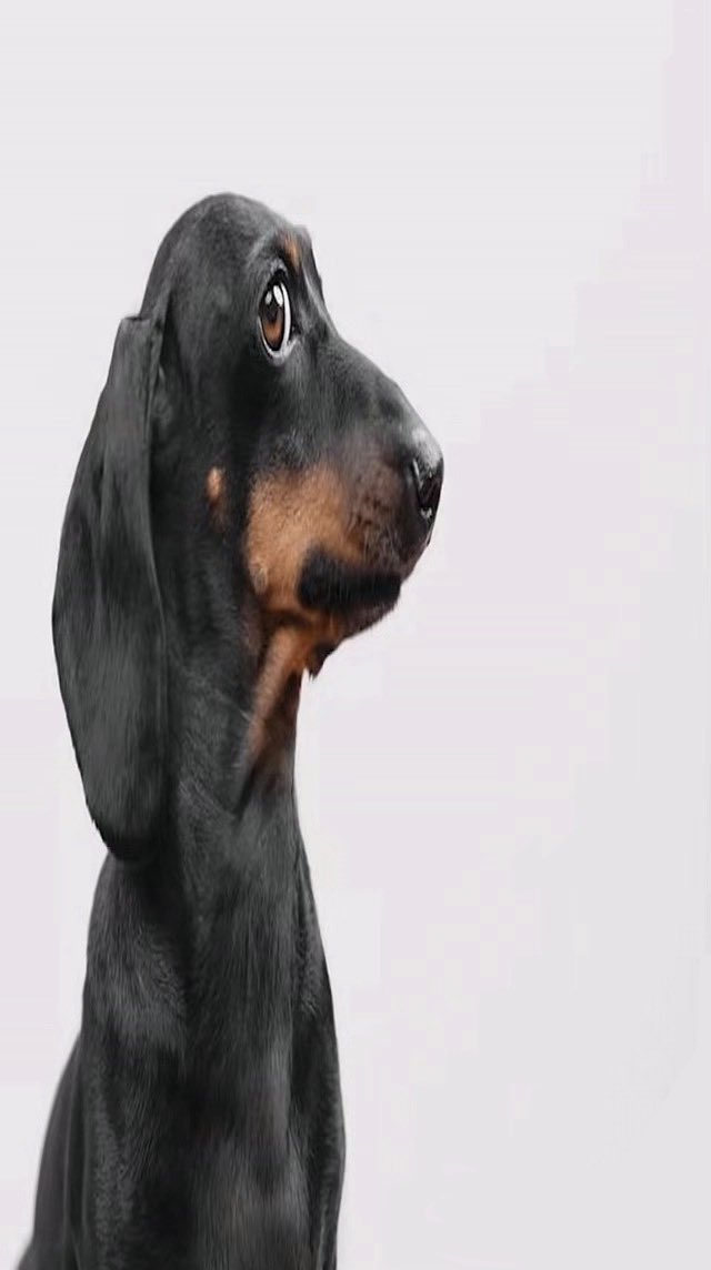 Shadowzz tweet media