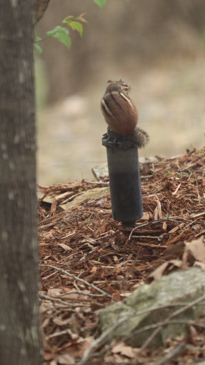 🧨 Ferndale Int’l Observatory tweet media